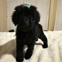 Lady Onxy - Black female Poodle puppy in Midlothian, Texas from Pristine Puppies & Signature Studs