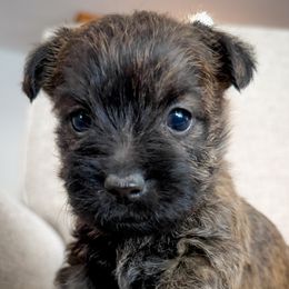 Milo - Red brindle male Cairn Terrier puppy in St. Joseph, Missouri from Stone & Thistle Cairn Terriers