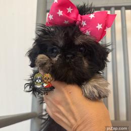 Winnie - Black and tan female Shih Tzu puppy in Walkertown, North Carolina from Lil’ Bit’s Shih Tzu