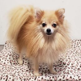 Skittles - Pomeranian