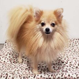 Skittles - Pomeranian