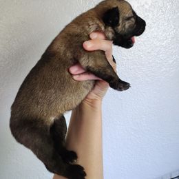 Girl 1 - Fawn sable female Belgian Malinois puppy in Marshall, Michigan from Dream K9