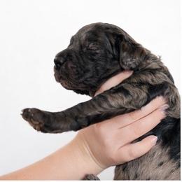 Jo - Merle female Goldendoodle puppy in Cocoa, Florida from The Coastal Homestead