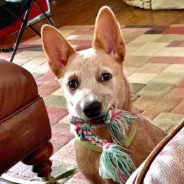 Australian Cattle Dog All Grown Up from Grog Creek Kennel