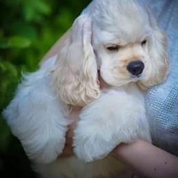 Cocker Spaniel Puppies from Doc's Cockers