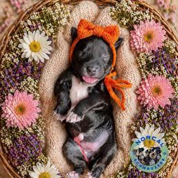 Mila - Black female Miniature Schnauzer puppy in Magalia, California from NorCal Schnauzers