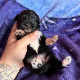 Groot - Black and white male Xoloitzcuintli puppy in Manitowoc, Wisconsin from Wonderland Kennel