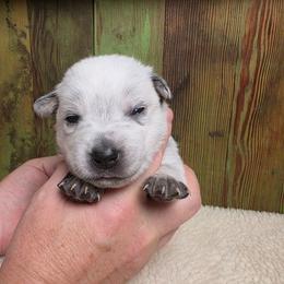 Black Collar Male - Blue male Australian Cattle Dog puppy in Riverton, Utah from Rundown Ranch Cattle Dogs