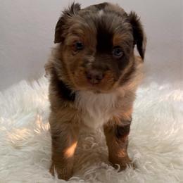 Bella - Red merle female Australian Shepherd puppy in Harrah, Oklahoma from Kamm's Aussies