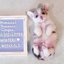 American Corgi and Pembroke Welsh Corgi Puppies from Whimsical Treasure Corgis