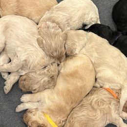 Goldendoodles from Down South Doodles