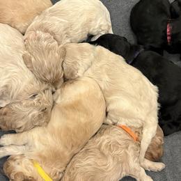Goldendoodles from Down South Doodles