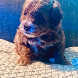 Goldendoodle puppies from Shaggy Mountain Pups LLC