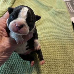 Boy 1 - Black brindle and white male Boston Terrier puppy in Tenmile, Oregon from High Plains French Bulldogs,Boston Terriers and Frenchtons.