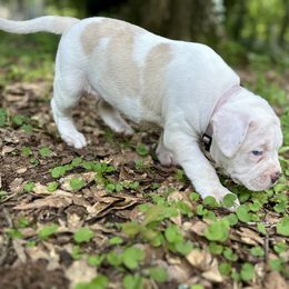 Girl 1 - White and tan female American Bulldog puppy in Pace, Florida from Genesis American Bulldogs