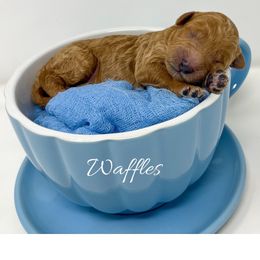 Waffles - Red  male Goldendoodle puppy in State Road, North Carolina from Must Love Doodles