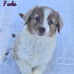 Hazelnut - Red merle female Australian Shepherd puppy in Albion, Michigan from Northern Lights Aussies (NL Aussies)