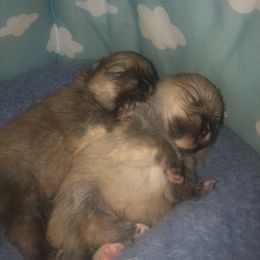 Pomeranian Puppies from Pardi Poms