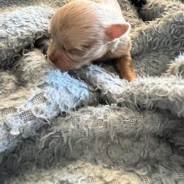 Chihuahua Puppies from Hawk's Eye Homestead