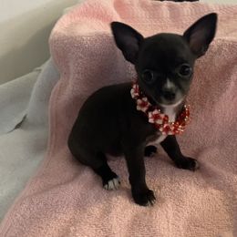 Girl 2 - Black Chihuahua puppy in Springfield, Missouri from Casadelopez Tails