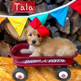 Tala - female Cavapoochon puppy in Bullard, Texas from Cavapoochon Central LLC