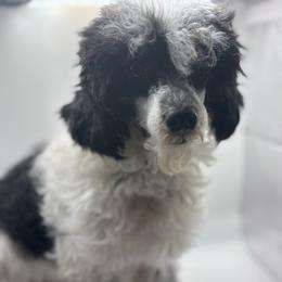 Domino - Parti male Poodle puppy in Sumter, South Carolina from Lixira Poodles