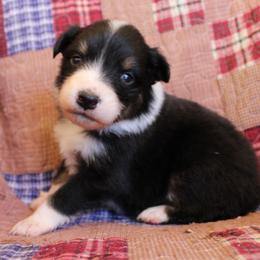 Cheeto - Black tri-color female Australian Shepherd puppy in Laurel, Mississippi from Reeves Australian Shepherds