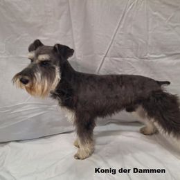 Konig - Miniature Schnauzer