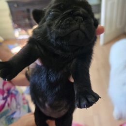 Black female 4 - Black female Pug puppy in Gaffney, South Carolina from Sunset Farms