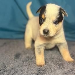 Clover - Blue speckled female Australian Cattle Dog puppy in Rosharon, Texas from 4Surge Cattle Dogs