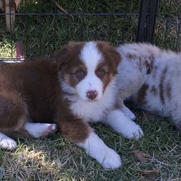 Australian Shepherds from Mystique Australian Shepherds