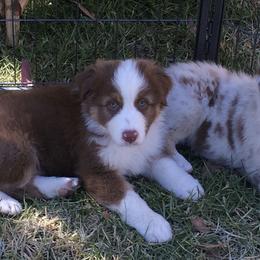Australian Shepherds from Mystique Australian Shepherds