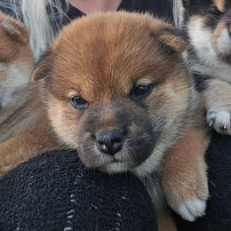 Ren - Red female Shiba Inu puppy in Marianna, Florida from Diwasou
