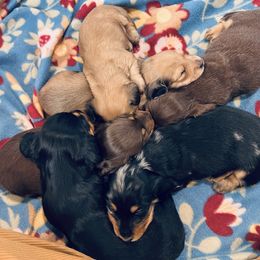 Dachshund Puppies from Royalty Grove Dachshunds