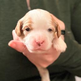 Rex - White male Cavapoo puppy in Kalamazoo, Michigan from Sleeping Bear Kennels