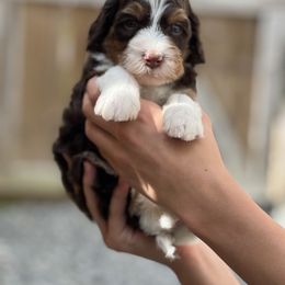 Disco Darlings - Groove - Tri-color male Bernedoodle puppy in Charleston, South Carolina from Palm Belle Doodles