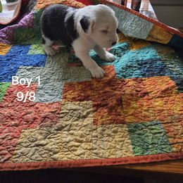 BOY 1 - Gray and white male Old English Sheepdog puppy in Anaconda, Montana from Mt. Haggin OES
