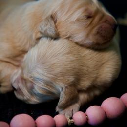 Third Pick - Golden female Golden Retriever puppy in Mc Arthur, California from California Golden Love