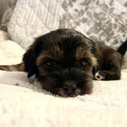 Blue boy - Black and tan brindle male Havanese puppy in Arlington, Washington from Havanese With Love Breeding Co.