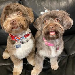 Havanese Puppies from Havareese Havanese