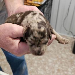 Ruger - Merle male Labradoodle puppy in Calvert City, Kentucky from Pawpaws Doodles