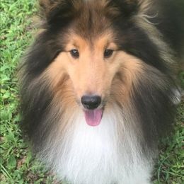 Shetland Sheepdogs from Pacific Shelties