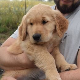 Golden Retriever Puppies from Graciegold Retrievers