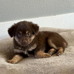 Paprika - Red tri female Miniature Australian Shepherd puppy in Medical Lake, Washington from MAS Gone Rogue
