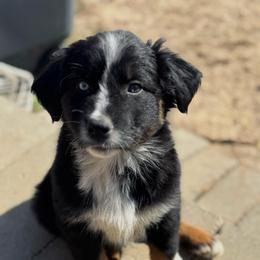 Luke - Black tri-color male Australian Shepherd puppy in Uvalda, Georgia from Happy Ours Australian Shepherds