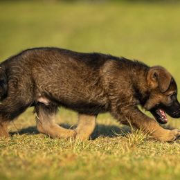 German Shepherd Puppies from Sommerfeld German Shepherds