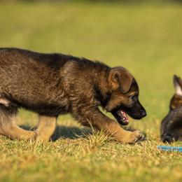 German Shepherd Puppies from Sommerfeld German Shepherds