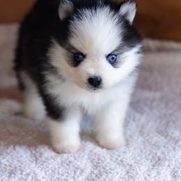Pomsky Puppies from Foxfire Arctic Spitz