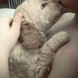 Poodle Puppies from Star Valley Standards