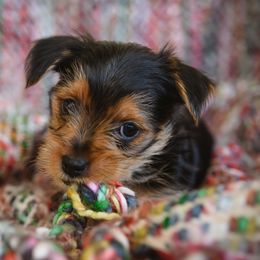 "Kikie" Yorkshire Terrier Puppies from Sharon Gellerman's Yorkshire Terriers
